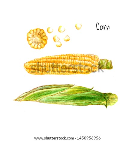 Organic Corn Watercolor Maize, zea mays. hand drawn sweetcorn painting on white background. Illustration for  invitations, and other printing project. sketch of fruit harvest organic food watercolour.