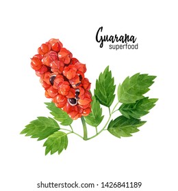 Organic Superfood Guarana (Paulinia Cupana) Watercolor Illustration With A Plant Branch And Leaves And Fruits