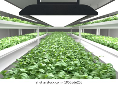 Organic Vegetable Farm. Hydroponic Vegetable Plant Factory. 3D Illustration