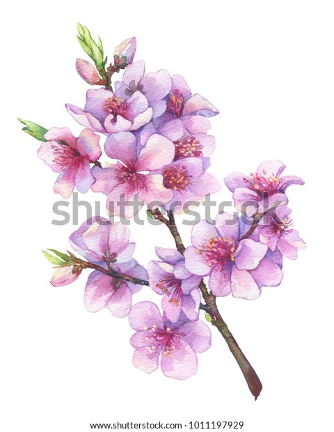 ピンクの花を持つ 東洋の桜の枝 日本の桜は咲く 日本の伝統的な墨絵 リンゴの木の花 白い背景に水彩手描きのイラスト のイラスト素材
