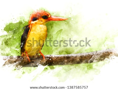 Oriental Dwarf Kingfisher Bird India
