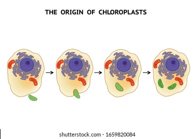 The origin of chloroplasts. Endosymbiotic theory. Symbiogenesis
