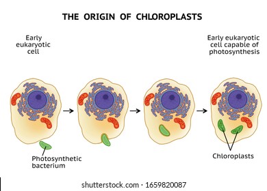 26 Endosymbiosis Images, Stock Photos & Vectors | Shutterstock