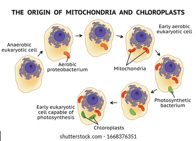 The origin of mitochondria and chloroplasts. Endosymbiotic theory. Symbiogenesis