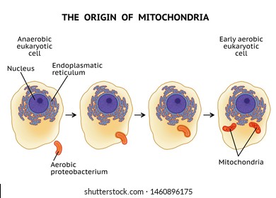Mitochondrion Images, Stock Photos & Vectors | Shutterstock