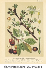 Original antique botanical chromolithograph of cherry, Prinus Cerasus, was published by Verlag von Fr. Eugen Köhler in Germany, 1895. Descriptive text in German. Copyright has expired on this artwork.