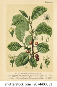 Original antique botanical chromolithograph of Rhamnus frangula, was published by Verlag von Fr. Eugen Köhler in Germany, 1895. Descriptive text in German. Copyright has expired on this artwork. 