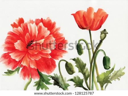 Original art, watercolor painting of red poppies