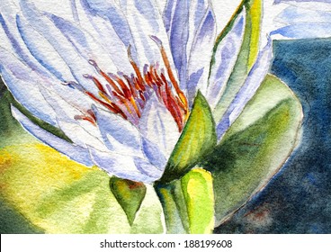 Original Art, Watercolor Painting Of Water Lily