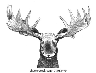 Royalty Free Moose Head Drawing Stock Images Photos