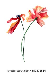 Original Floral Background Poppies Flowers Watercolor Stock ...