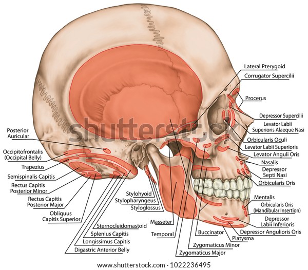 頭筋の起点と挿入 頭蓋の筋肉 頭の筋肉 頭蓋骨 頭筋の名前 側面図 のイラスト素材