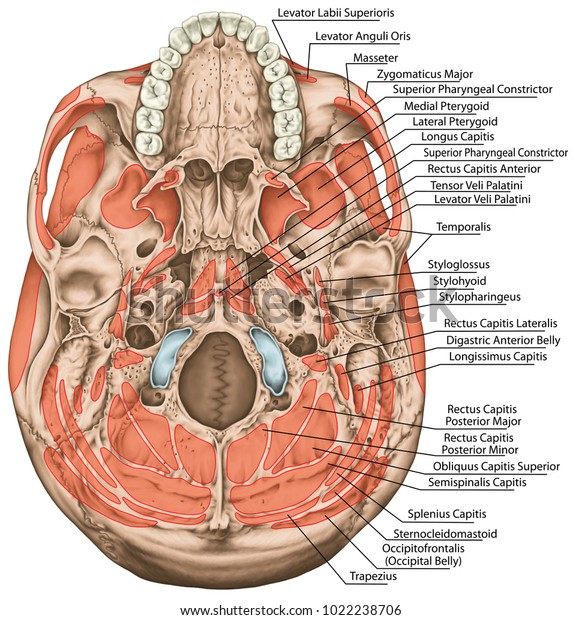 Origins and\
insertions of the head muscles. The muscles of the cranium, the\
muscles of the head, skull. The names of the head muscles. Basal\
aspect of the skull. Inferior view.\
