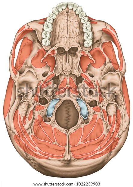 頭筋の起点と挿入 頭蓋の筋肉 頭の筋肉 頭蓋骨 頭筋の名前 頭蓋骨の基底面 下面図 のイラスト素材