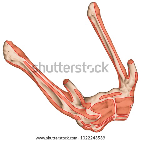 hyoid bone anatomy