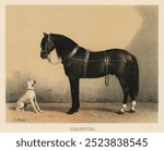 Orloffer Horse by Emil Volkers (1880). Vintage black horse and a white dog from our own original plate. Vintage dog and horse art illustration, old horse painting, vintage animal art print.