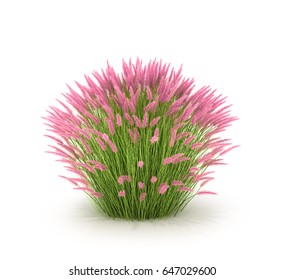 Ornamental Grass And Grasses For Landscaping. High Grass  Isolated On White Background. 3D Illustration