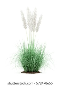 Ornamental Grass Plant Isolated On White Background. 3d Illustration 