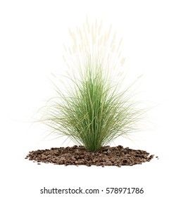 Ornamental Grass Plant Isolated On White Background. 3d Illustration 