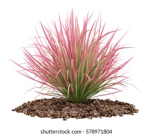 Ornamental Grass Plant Isolated On White Background. 3d Illustration 