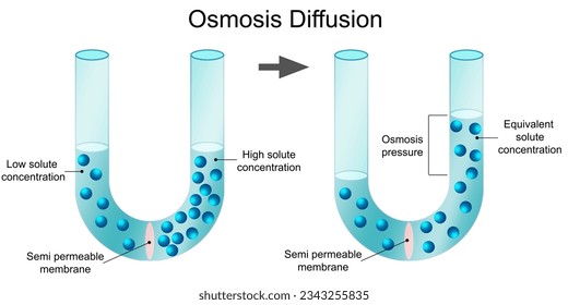 Osmosis diffusion process isolated diagram, 3d rendering