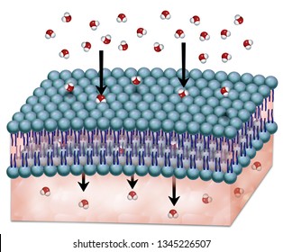 Osmosis Through Cell Membrane