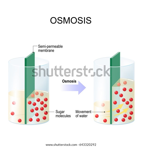 Osmosis Water Passing Through Semipermeable Membrane Stock Illustration ...