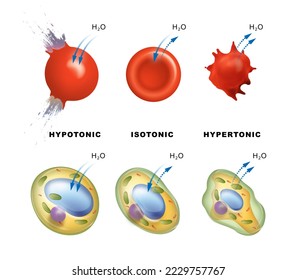 6 Absorbance Erythrocytes Images, Stock Photos & Vectors | Shutterstock