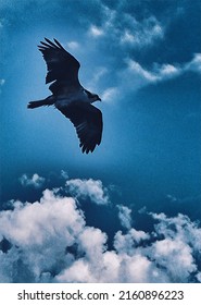 Osprey In Flight Above Clouds, Digital Photo Art, Illustration 