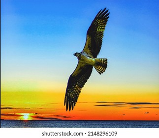 Osprey Flying At Sunrise, Digital Photo Art, Illustration 