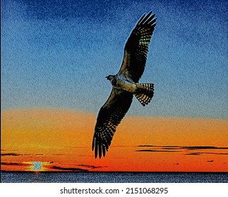 Osprey Flying At Sunrise, Digital Photo Art, Illustration 