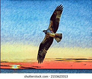 Osprey Flying At Sunrise, Digital Photo Art, Illustration 