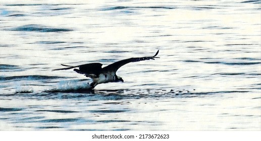 Osprey Hunting Fish, Chesapeake Bay, Illustration 