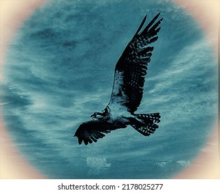 Osprey Soaring In A Blue Sky, Digital Photo Art, Illustration 