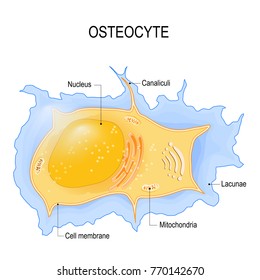 Osteocyte. Structure Of Bone Cell.