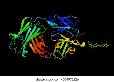 Osteopontin (OPN), A Protein With A Role In Biomineralization, Bone Remodeling And Immune Functions. 3d Rendering.