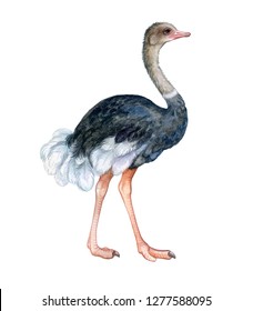 Ostrich colorful isolated on white background. Watercolor. Illustration. Template. Close-up. Clip art. Hand drawn. Hand painted