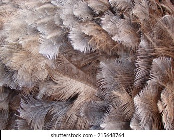 Ostrich Feather Background