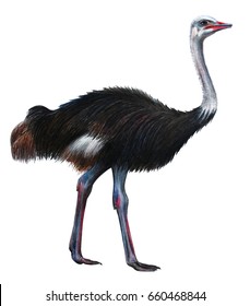 Ostrich Realistic Drawing (Struthio)