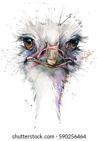 Ostrich Watercolor Illustration