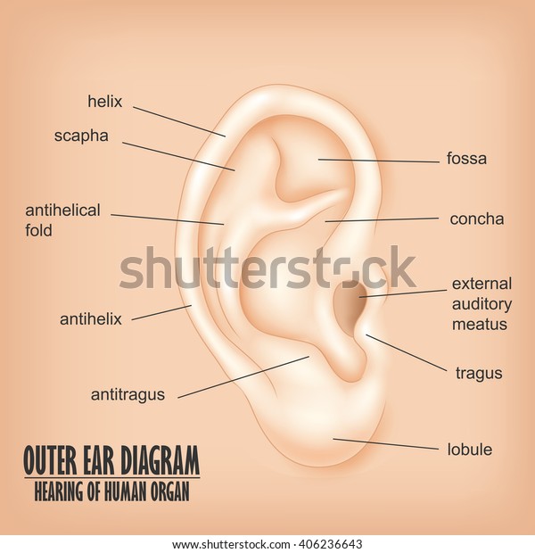 Outer Ear Diagram\
hearing of human\
organ