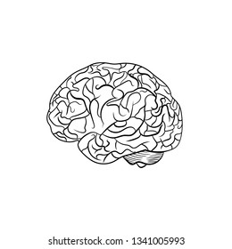 Vector Anatomical Brain Realistic Brain Illustration Stock Vector ...
