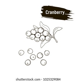 Outline drawing of berry. Cranberry hand drawing sketch, imitation of ink.