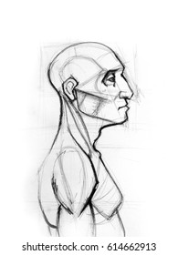 Outline drawing sketch side profile human male head   torso  Anatomy illustration 
