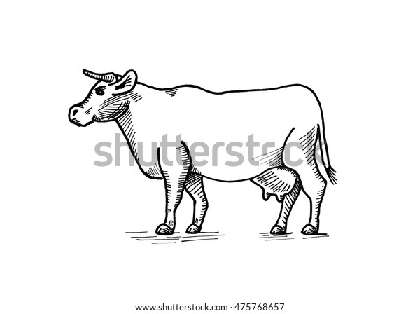 Outline Illustration Cow のイラスト素材