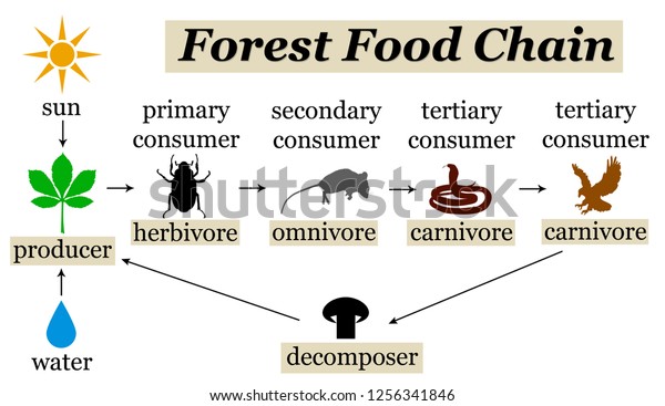 Overview
of the different stages of the forest food
chain
