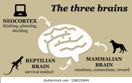 Overview Of The Three Brains: Reptilian, Mammalian And Human Neocortex