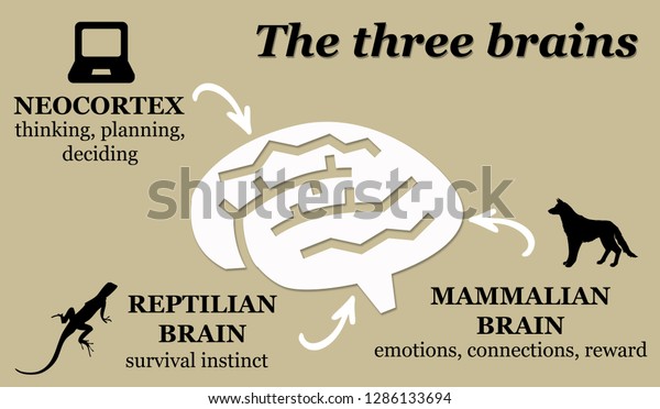 Overview Three Brains Reptilian Mammalian Human Stock Illustration