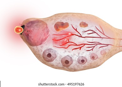 Ovulation In Female Ovary Isolated On White Background, 3D Illustration. Ovarian Follicules