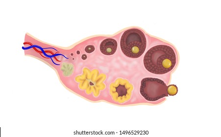 Ovulation in ovary cross section anatomy of female egg cell development ovary cycle diagram .Education of biology  2d illustrate.clear picture for input word or science vocaburary.For a medical book